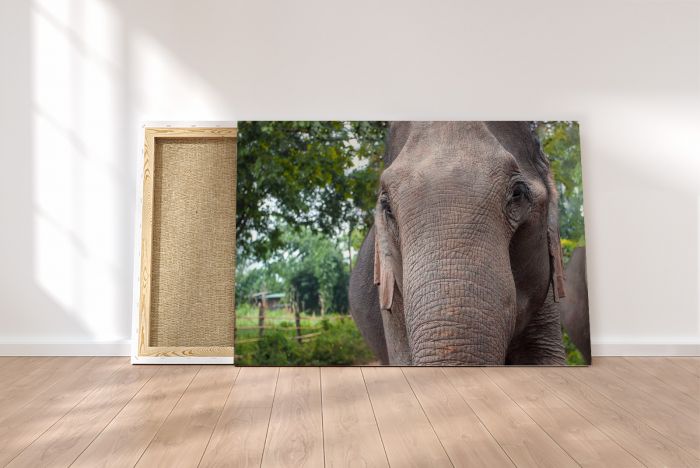 Shop Canvas Print Asian Elephant Portrait