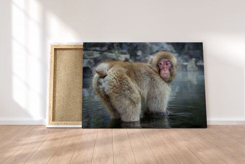 Shop Canvas Print Cheeky Snow Macaque Monkey Japan