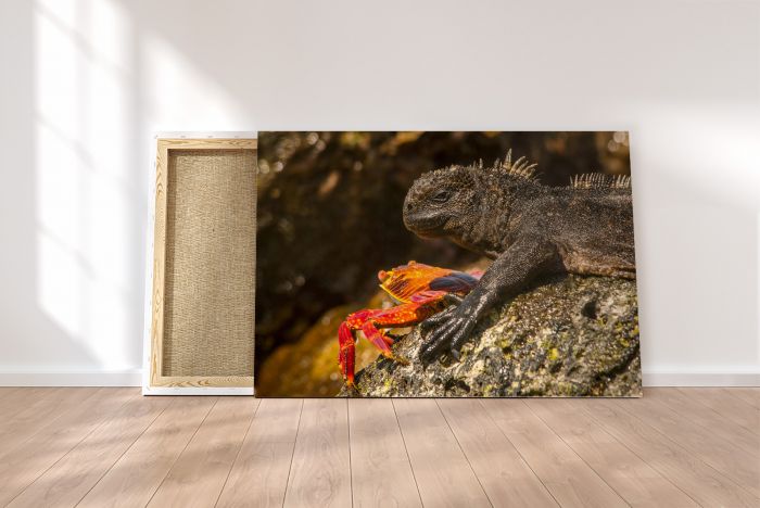 Shop Canvas Print Marine Iguana Sally Lightfoot Crab Galapagos