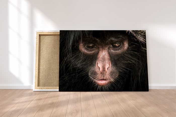 Shop Canvas Print Spider Monkey Portrait Stare Amazon Peru