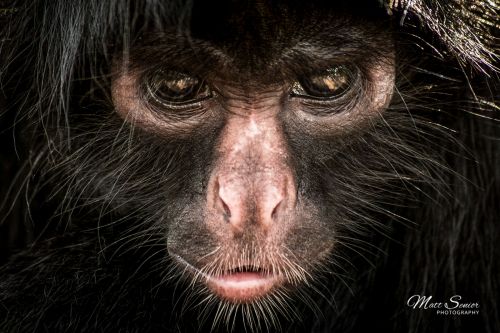Shop Canvas Print Spider Monkey Portrait Stare Amazon Peru