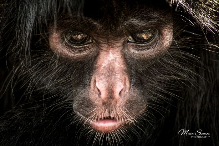 Shop Canvas Print Spider Monkey Portrait Stare Amazon Peru