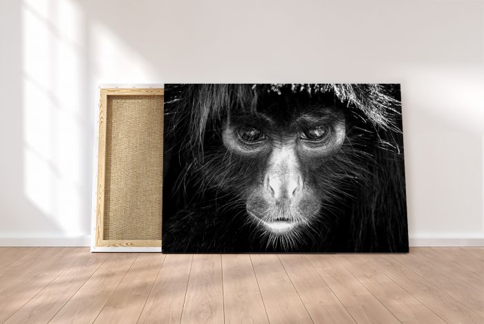 Shop Canvas Print Spider Monkey Portrait Stare Amazon Peru Black and White