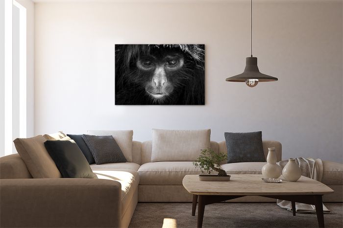 Shop Canvas Print Spider Monkey Portrait Stare Amazon Peru Black and White on a Wall