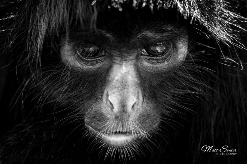 Shop Canvas Print Spider Monkey Portrait Stare Amazon Peru Black and White