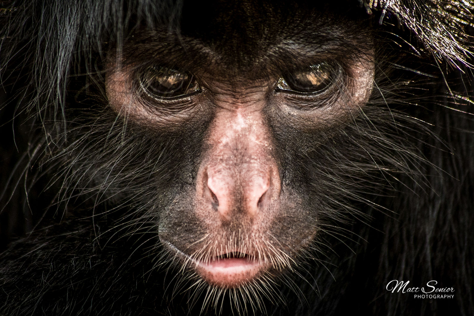 Shop Canvas Print Spider Monkey Portrait Stare Amazon Peru
