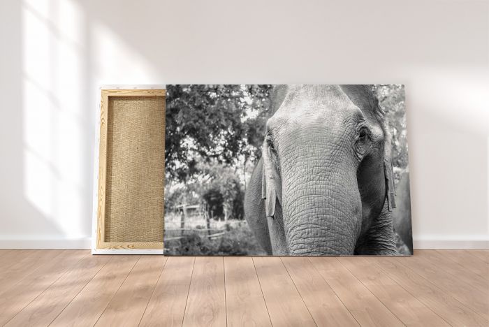 Shop Canvas Print Asian Elephant Portrait Black and White