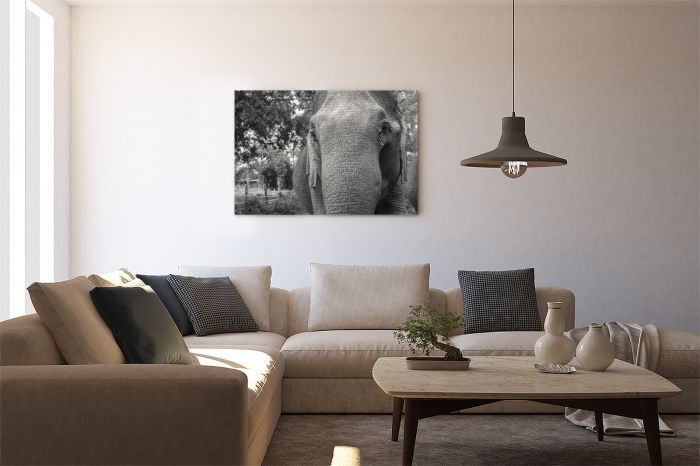 Shop Canvas Print Asian Elephant Portrait Black and White on a Wall