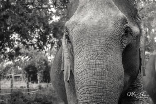 Canvas Print Asian Elephant Portrait Black and White