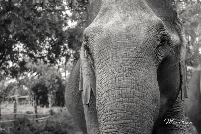 Canvas Print Asian Elephant Portrait Black and White