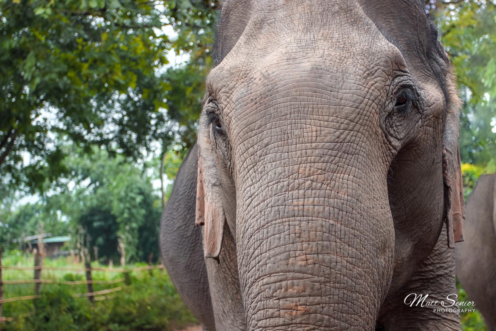 Shop Canvas Print Asian Elephant Portrait