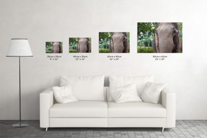 Shop Canvas Print Asian Elephant Portrait Size Guide