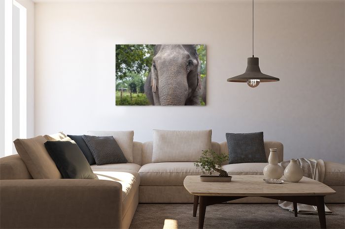 Shop Canvas Print Asian Elephant Portrait on a Wall