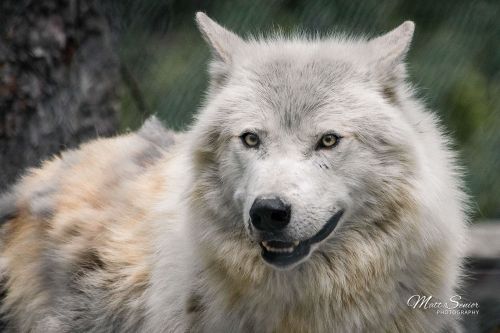 Wolf at Alberta Canada Rescue Centre Travel Photography Canvas Print