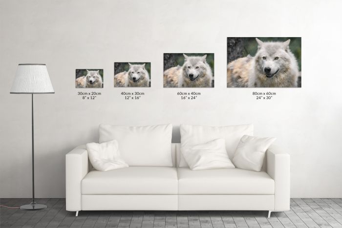 Wolf at Alberta Canada Rescue Centre Travel Photography Canvas Print
