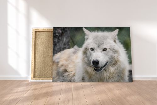 Wolf at Alberta Canada Rescue Centre Travel Photography Canvas Print
