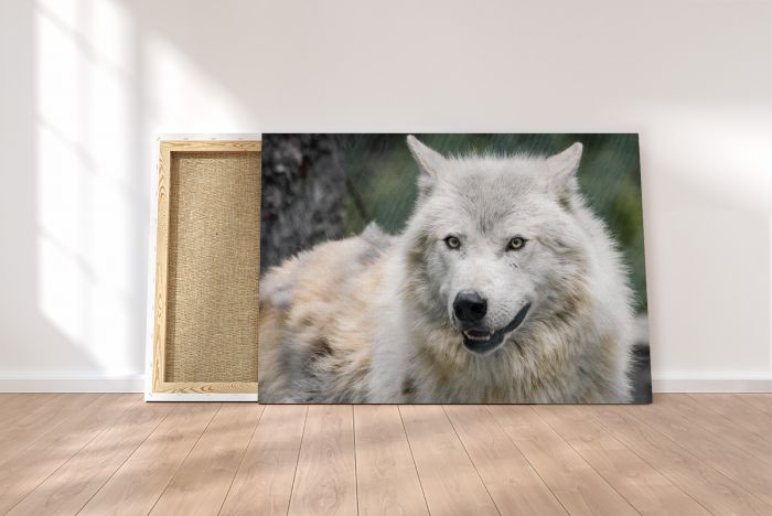 Wolf at Alberta Canada Rescue Centre Travel Photography Canvas Print
