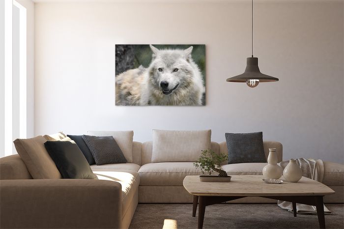 Wolf at Alberta Canada Rescue Centre Travel Photography Canvas Print