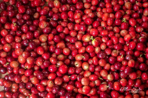 Canvas Print Coffee Beans Colombia