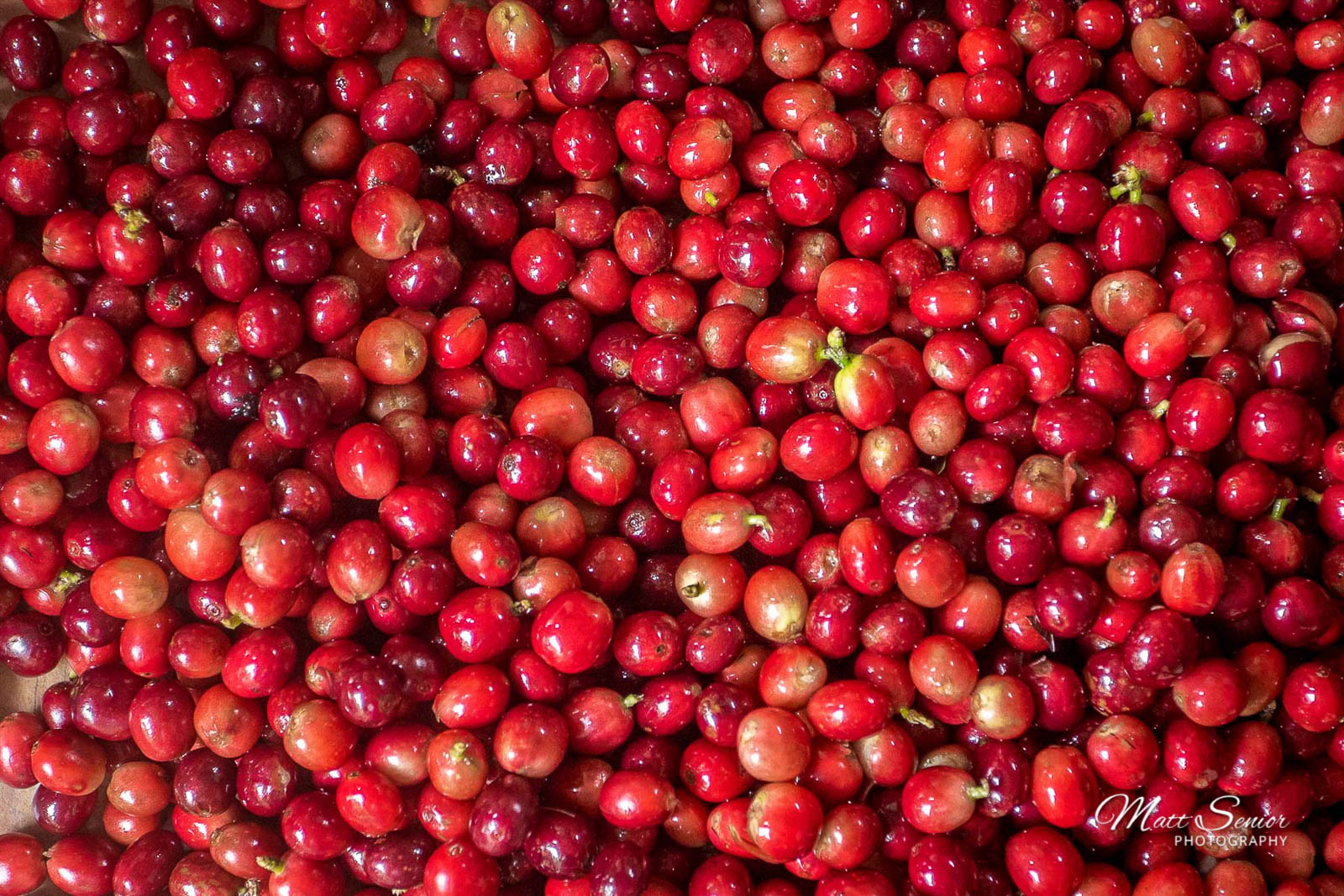 Canvas Print Coffee Beans Colombia