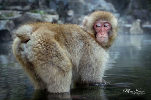 Canvas Print Cheeky Snow Macaque Monkey Japan