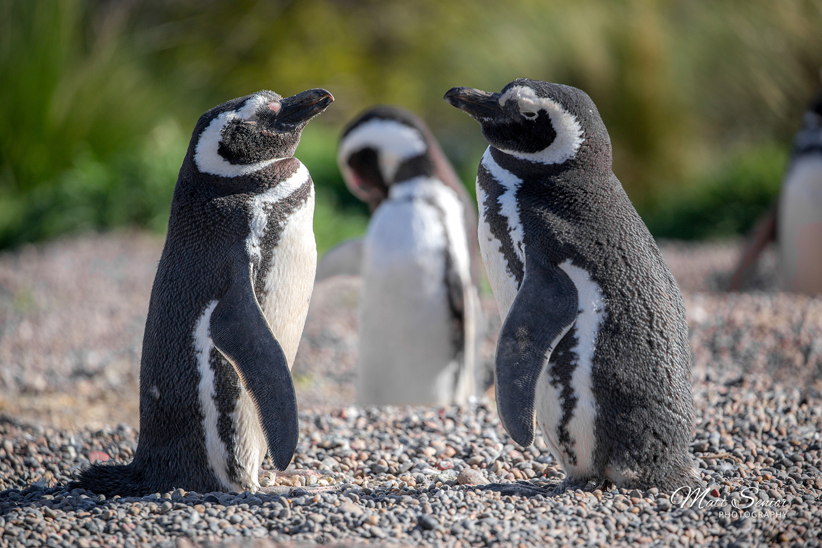 Magellanic Penguins Punta Tomba Argentina Travel Photography Canvas Print