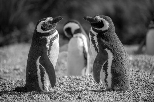 Magellanic Penguins Punta Tomba Argentina Black and White Travel Photography Canvas Print