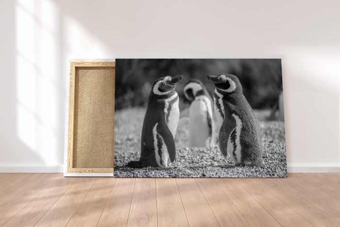 Magellanic Penguins Punta Tomba Argentina Black and White Travel Photography Canvas Print