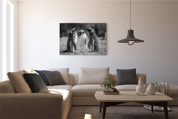 Magellanic Penguins Punta Tomba Argentina Black and White Travel Photography Canvas Print
