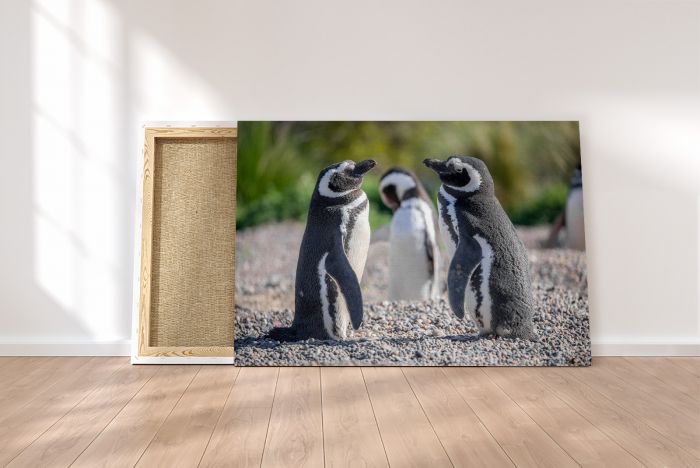 Magellanic Penguins Punta Tomba Argentina Travel Photography Canvas Print