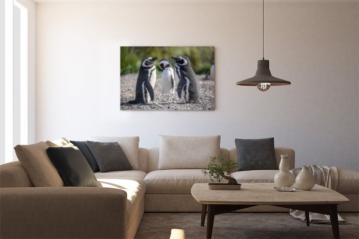Magellanic Penguins Punta Tomba Argentina Travel Photography Canvas Print