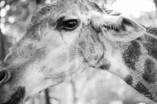 Canvas Print Giraffe Portrait Black & White