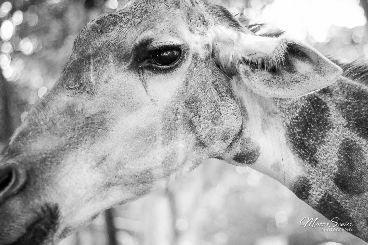 Canvas Print Giraffe Portrait Black & White