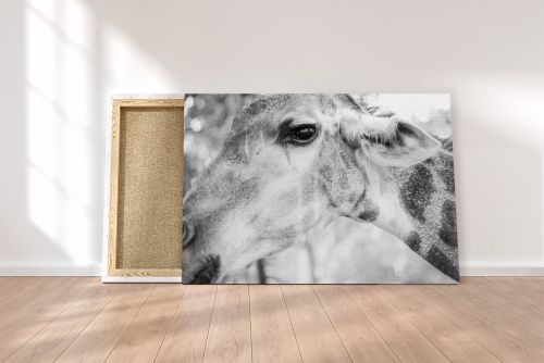 Canvas Print Giraffe Portrait Black & White