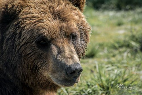 Brown Bear Portrait Alaska Travel Photography Canvas Print
