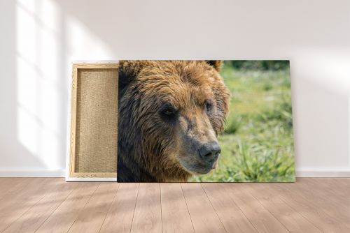 Brown Bear Portrait Alaska Travel Photography Canvas Print
