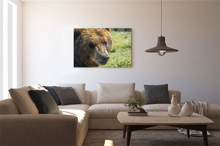 Brown Bear Portrait Alaska Travel Photography Canvas Print