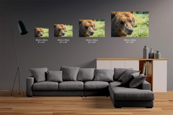Brown Bear Portrait Alaska Travel Photography Canvas Print