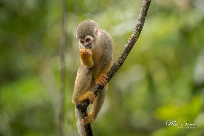 Canvas Print Hungry Squirrel Monkey