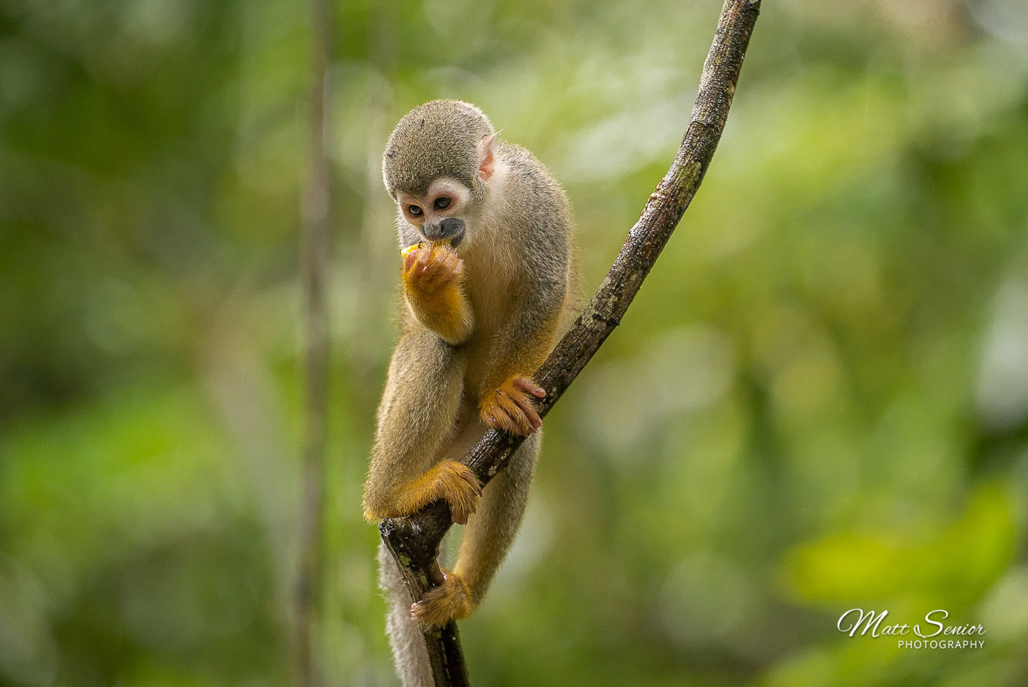 Canvas Print Hungry Squirrel Monkey