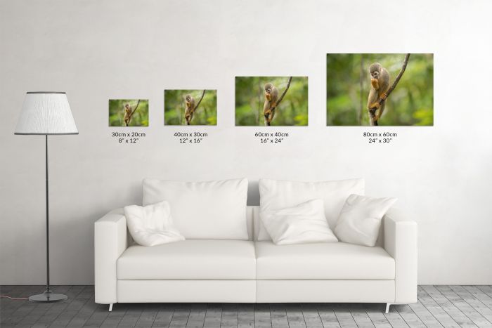 Canvas Print Hungry Squirrel Monkey