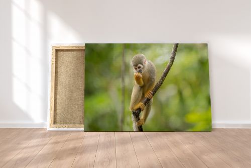 Canvas Print Hungry Squirrel Monkey