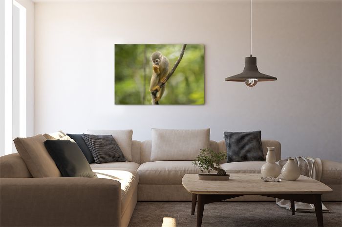 Canvas Print Hungry Squirrel Monkey
