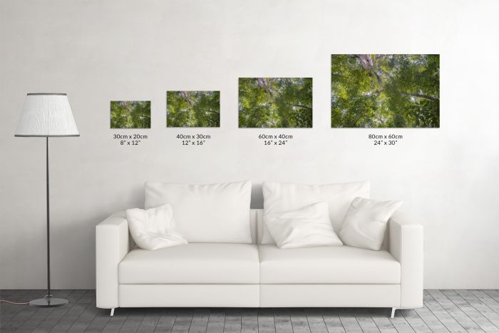 Jungle Sumatra Indonesia Travel Photography Canvas Print