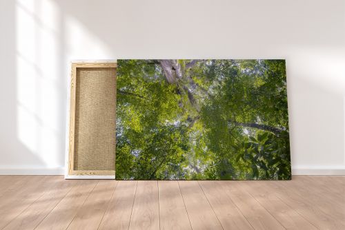 Jungle Sumatra Indonesia Travel Photography Canvas Print