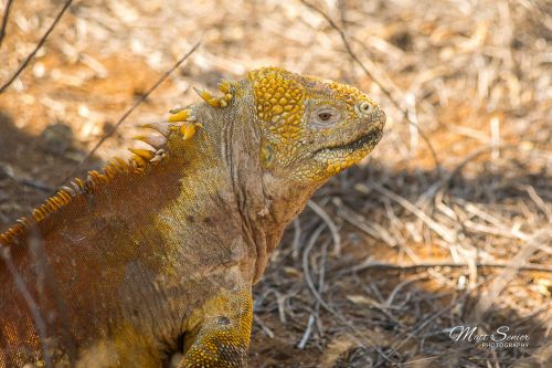 Canvas Print Land Iguana Portrait Galapagos
