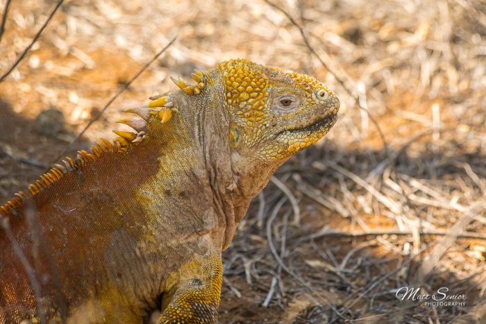 Canvas Print Land Iguana Portrait Galapagos