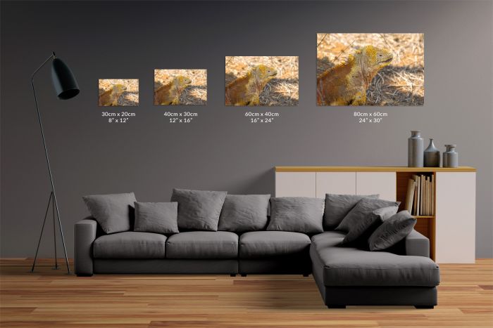 Canvas Print Land Iguana Portrait Galapagos