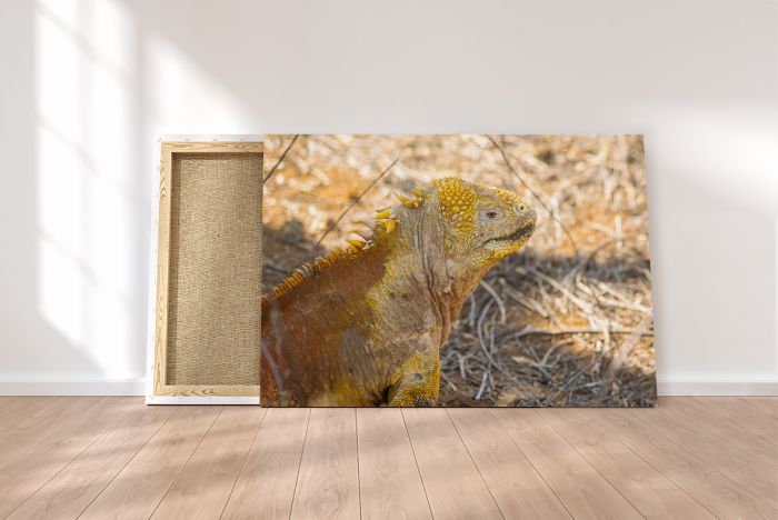Canvas Print Land Iguana Portrait Galapagos