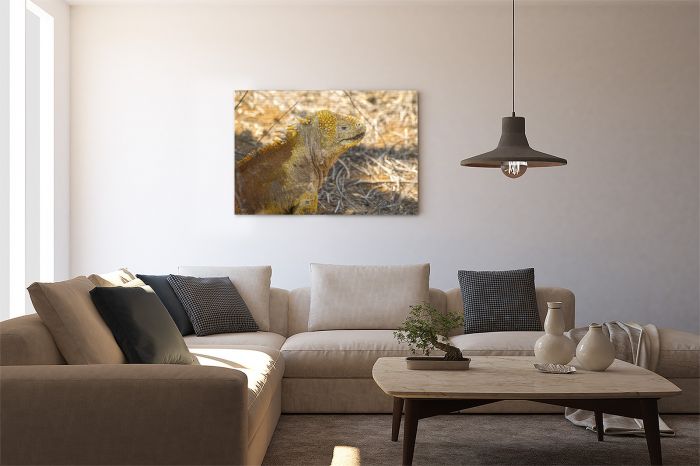 Canvas Print Land Iguana Portrait Galapagos